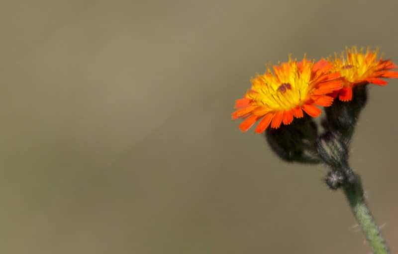Orange hawkweed. Photo: Matt MacGillivray | Flickr | 2.0 Generic (CC BY-NC-ND 2.0)