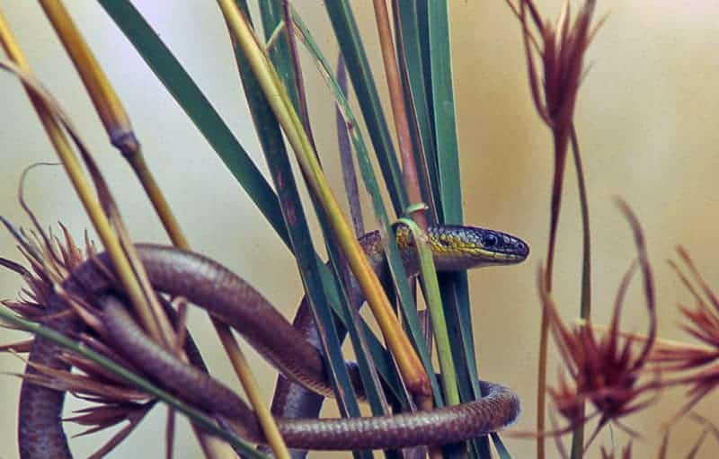 Striped legless lizard. Photo: ACT Parks and Conservation Service