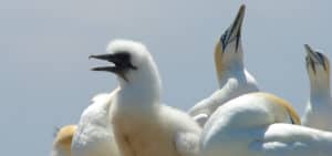 Port Phillip Heads Marine National Park, Gannets at Pope’s Eye. Photo: Euan Moore