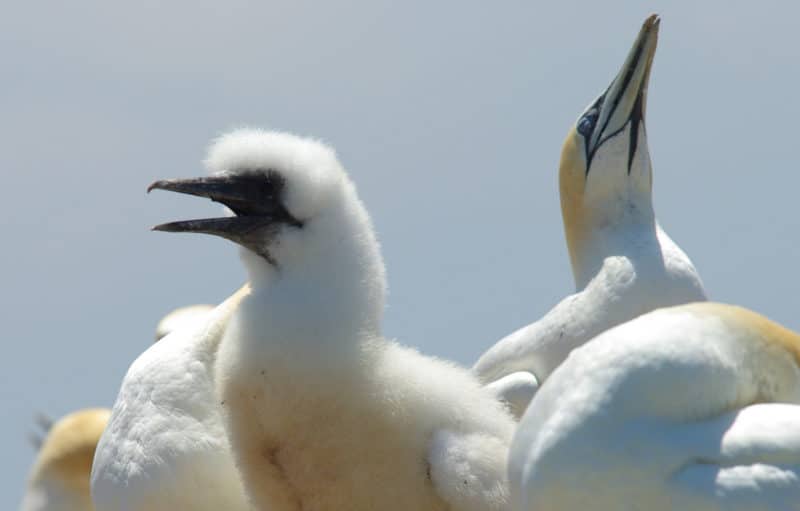 Port Phillip Heads Marine National Park, Gannets at Pope’s Eye. Photo: Euan Moore