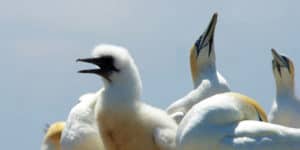 A young Australasian gannet at Pope’s Eye, one of six areas within the Port Phillip Heads Marine National Park
