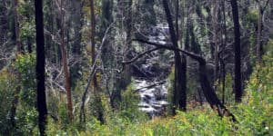 Mason Falls through the trees in Kinglake National Park