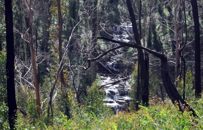 Mason Falls through the trees in Kinglake National Park