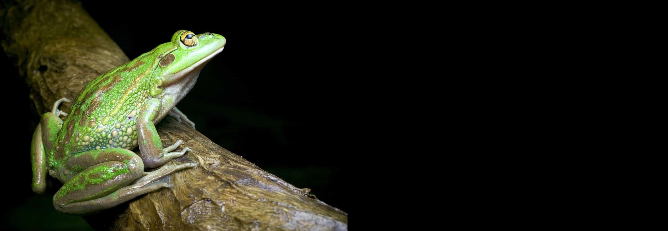 Belle frog. Joy of nature Frog wmv mp4. Joy of nature Frog wmv mp4 Video.