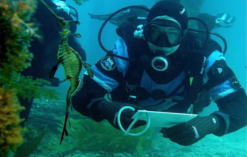 A diver counts fish as part of VNPA’s ReefWatch program