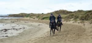 Racehorses tear up Belfast Coastal Reserve-Photo Chris Smyth