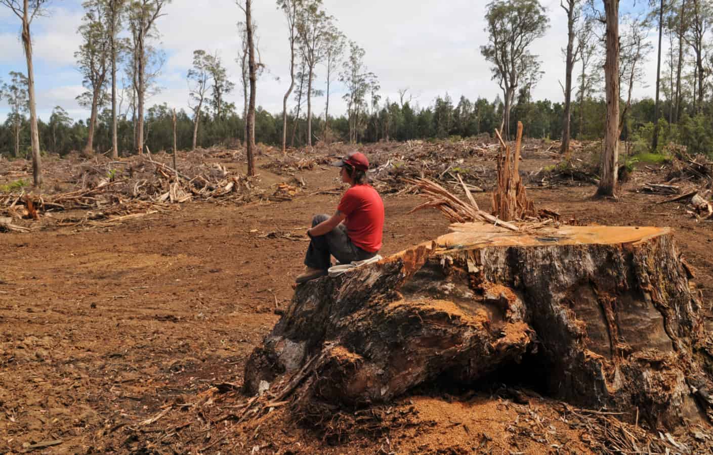 VicForests' timber release plan targets 12,000 hectares of East ...