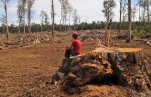 VicForests' timber release plan targets 12,000 hectares of East Gippsland forest.