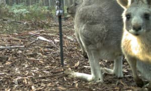 Eastern grey kangaroos caught on camera
