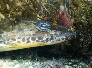 A sea creature spotted on the Great Victorian Fish Count