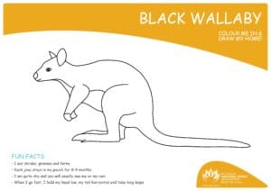 My Wildlife Colouring In: Black Wallaby
