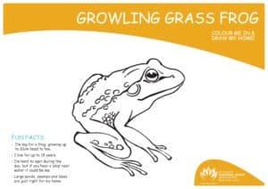 My Wildlife Colouring In: Growling Grass Frog