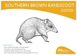 My Wildlife Colouring In: Southern Brown Bandicoot