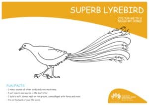 My Wildlife Colouring In: Supurb Lyrebird