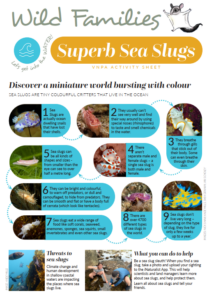 Front page of superb sea slugs activity sheet
