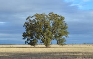 Much of the Victorian landscape has been cleared of important old trees, leaving little natural habitat for our wildlife.