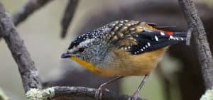 Spotted Pardalote, Chiltern Mt Pilot National Park. Photo: David Cook | Flickr | 2.0 Generic (CC BY-NC-ND 2.0)