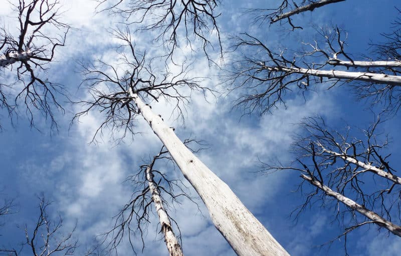 Mountain ash trees killed by fires that will be more frequent with climate change
