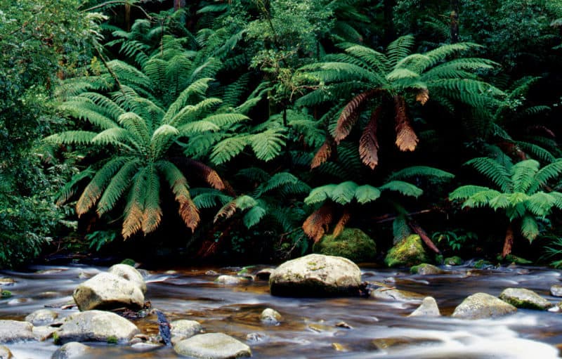 Ferns grow beside a quiet stream in the Yarra Ranges National Park