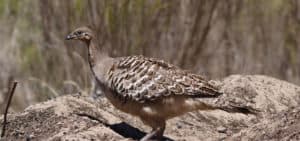 The endangered mallee fowl is an icon of Little Desert National Park