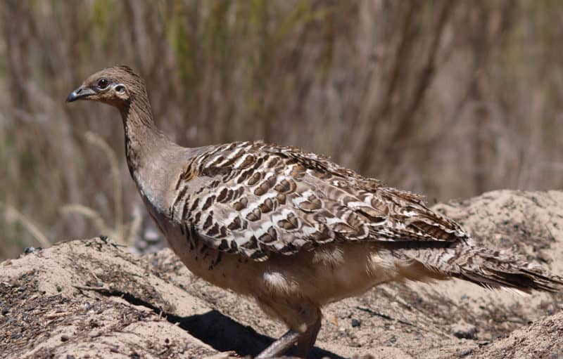 The endangered mallee fowl is an icon of Little Desert National Park