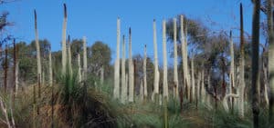 Grass trees and woodland in the Lower Glenelg National Park
