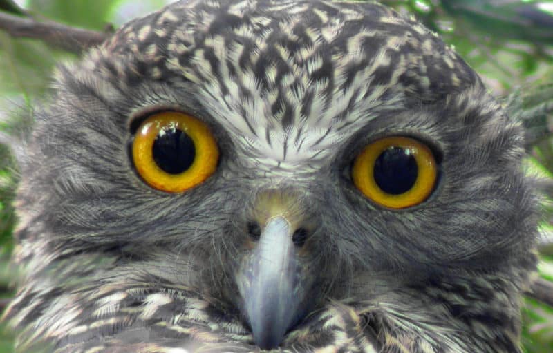 Powerful Owl. Photo: Lyn and Geoff Easton