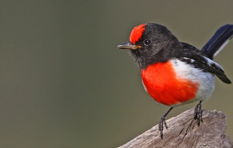 The red-capped robin is one of many insect-feeding birds that have suffered from land clearing and habitat destructionThe red-capped robin is one of many insect-feeding birds that have suffered from land clearing and habitat destruction