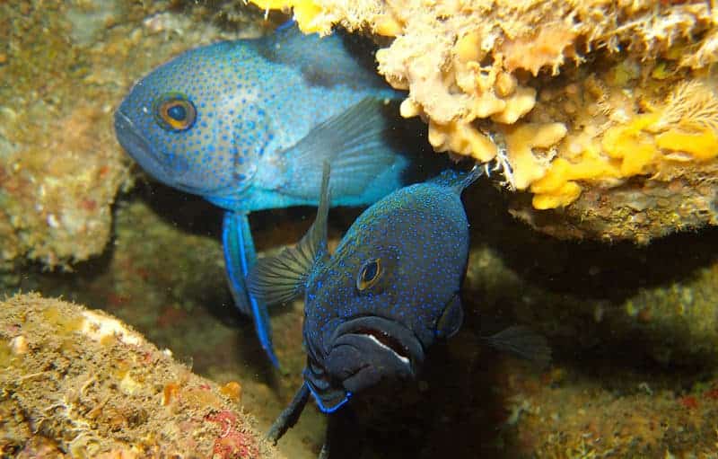 Southern blue devil fish at Castle Rock. Photo: Natalie Manahan