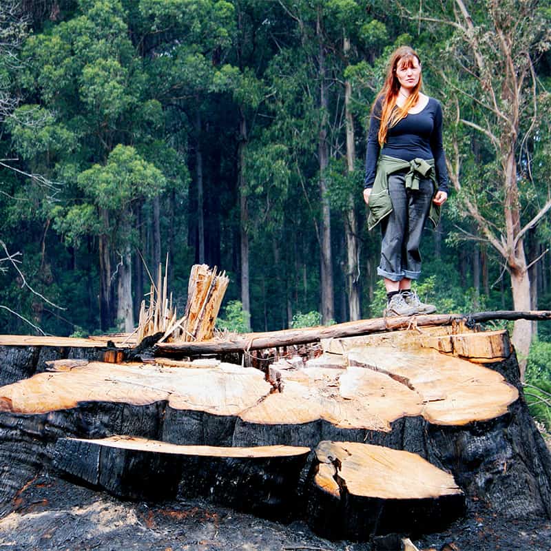 Ancient tree logged and burnt, East Gippsland