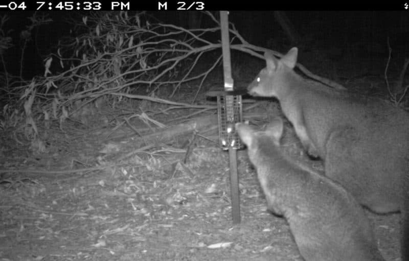 Caught on Camera in the Wombat Forest