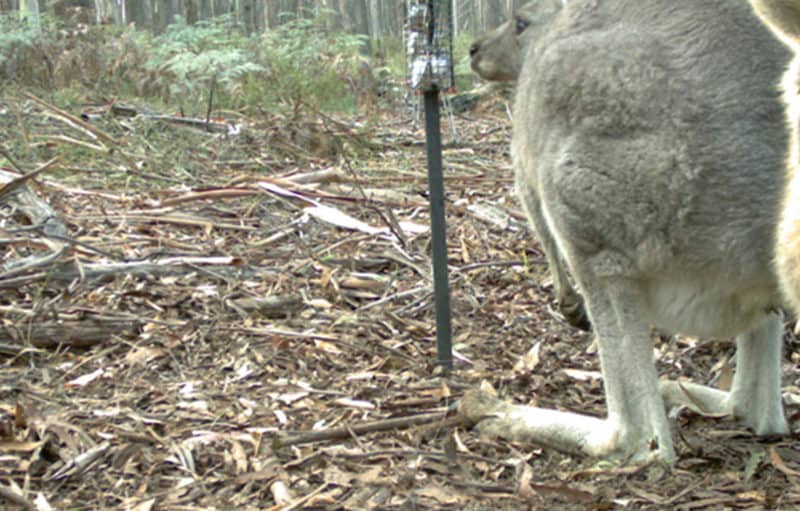 Eastern grey kangaroos. Photo taken by remote monitoring camera