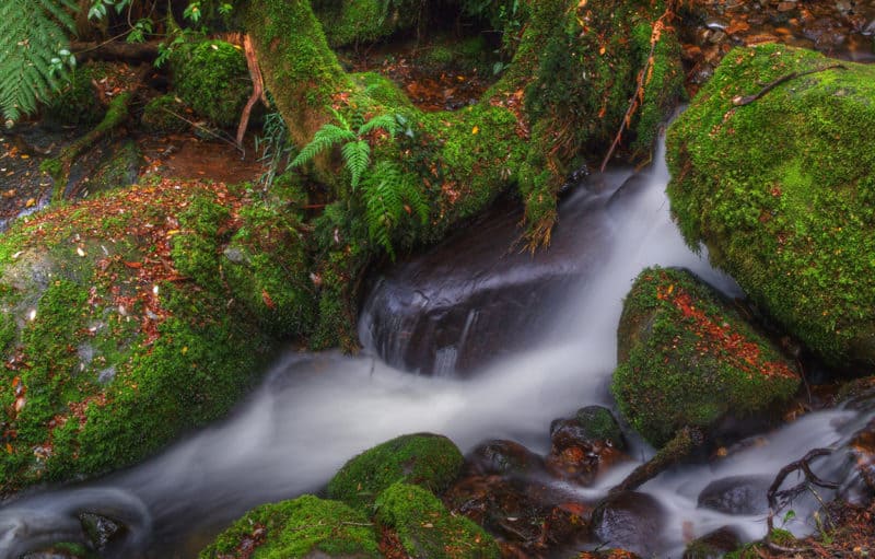 A crystal clear stream in the proposed Great Forest National Park