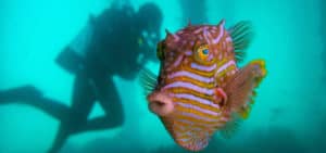 A cowfish spotted during the Great Victorian Fish Count