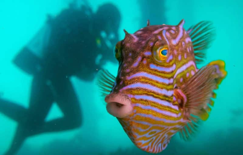 A cowfish spotted during the Great Victorian Fish Count