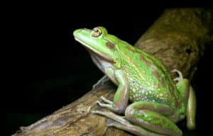 The Growling Grass Frog is listed as endangered in Victoria.