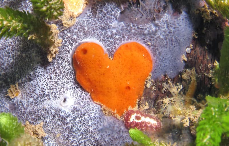 Heart-shaped sponge at Flinders. Photo: John Gaskell