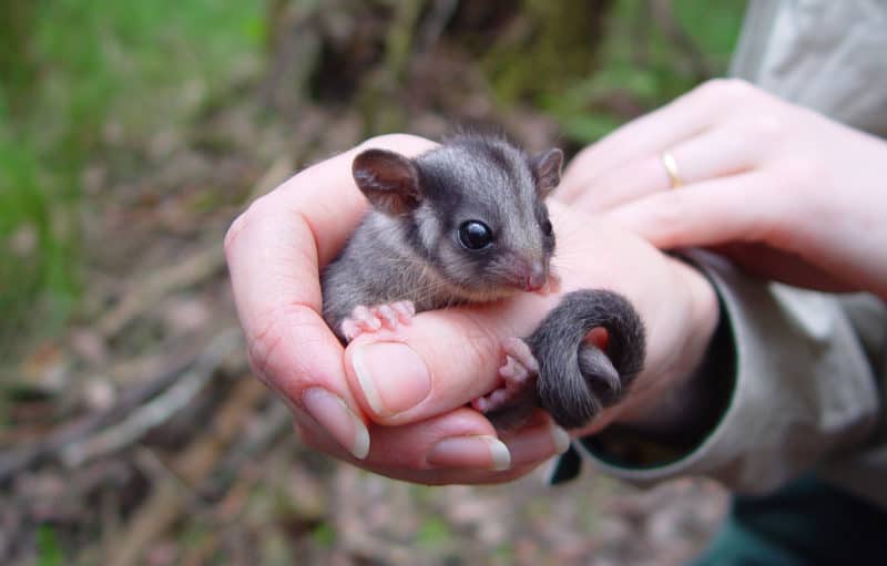 Leadbeater's Possum is at high risk of extinction within 15-30 years. Photo: Dan Harley