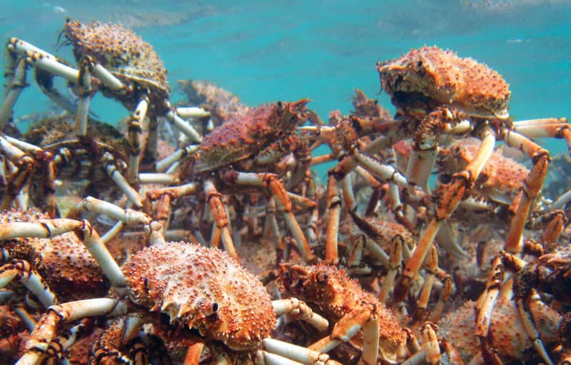 Giant spider crabs