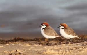 Red-capped Plovers, Wayne Butterworth | Creative Commons Licence - flickr.com/photos/frankzed/
