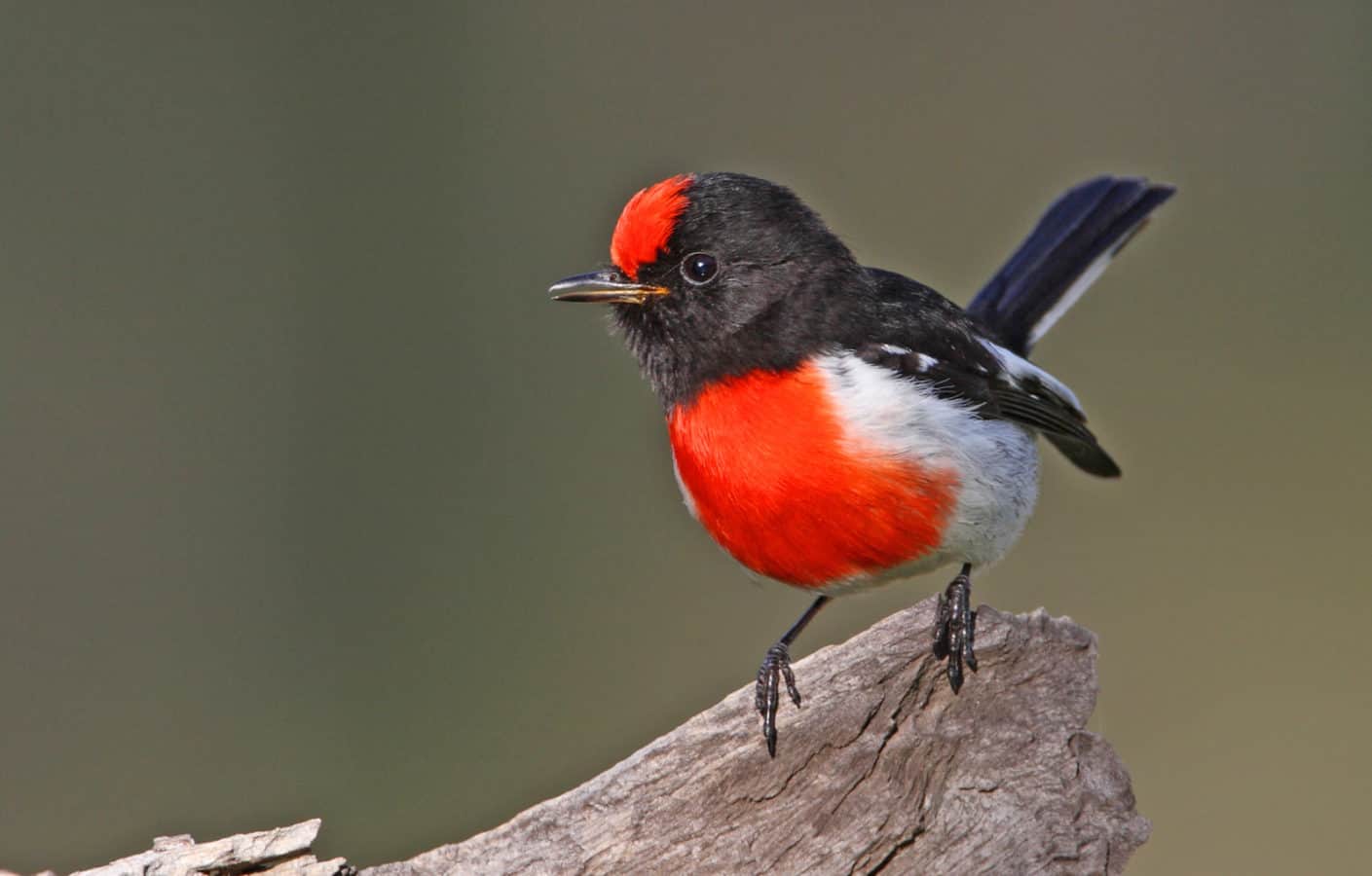 The red-capped robin is one of many insect-feeding birds that have ...