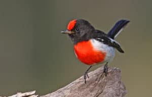 The red-capped robin is one of many insect-feeding birds that have suffered from land clearing and habitat destruction