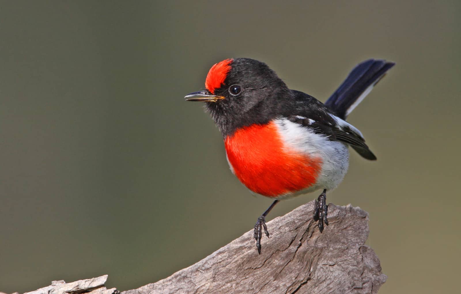 The red-capped robin is one of many insect-feeding birds that have suffered from land ...