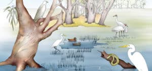 River red gum wetlands. Illustration: Rhyll Plant & Jess McGeachin.