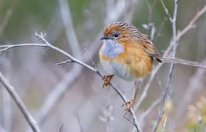 The southern emu wren is one of many birds using the Anglesea Heathlands