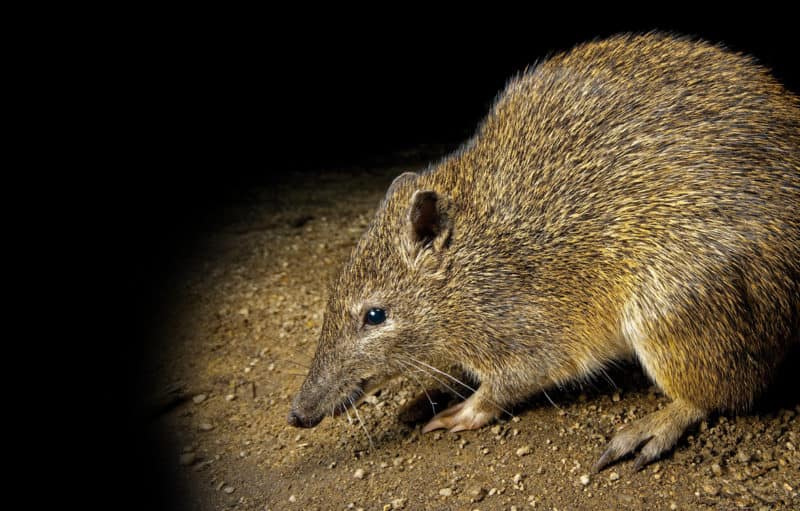 Southern brown bandicoot. Photo: It's a Wildlife