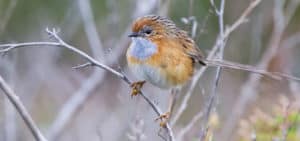 The southern emu wren is one of many birds using the Anglesea Heathlands.