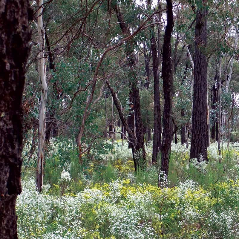 Western Forests Victorian National Parks Associationvictorian