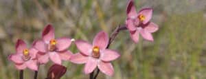 Some of the incredible native plants found at Anglesea include the delicate salmon sun orchid.