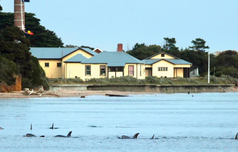 Pod of burrunan dolphins forms a 'fishing wall' to herd fish near the proposed site of a new jetty at the Quarantine Station.